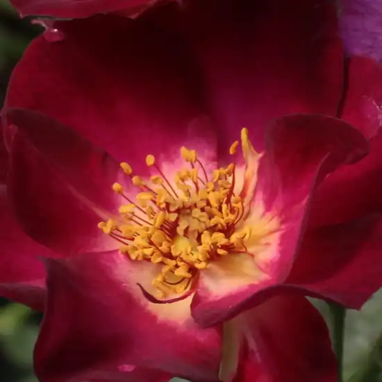 Comanda trandafiri online - Purpuriu - Alb - trandafir pentru straturi Floribunda - trandafir cu parfum intens - Rosa Route 66 - Tom Carruth - ,-